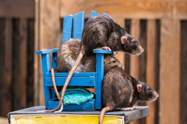 What You Should When You See Rats In Your House