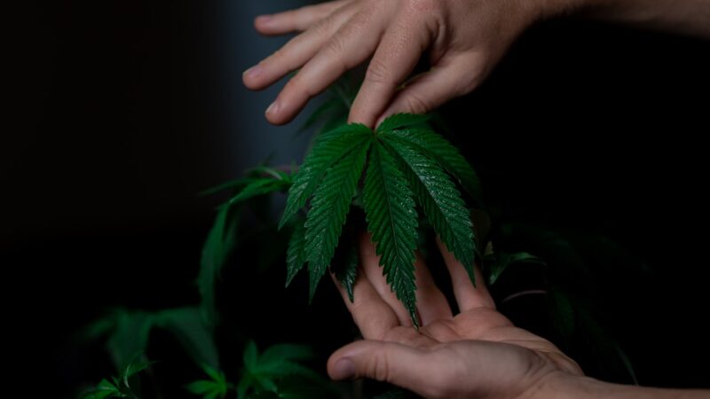 A Look at Cannabis Policy in the United States