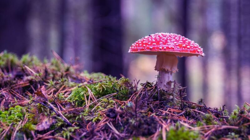 Cordyceps Mushroom