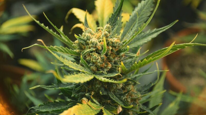 Sativa seeds