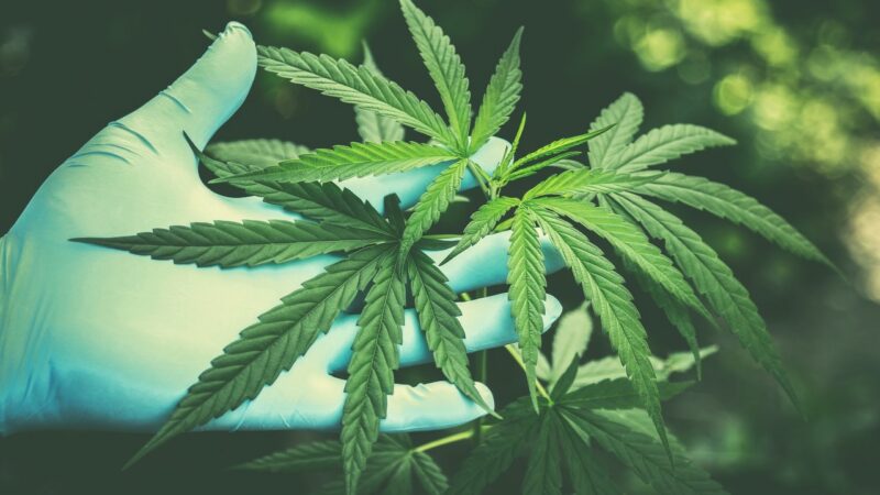 cannabis