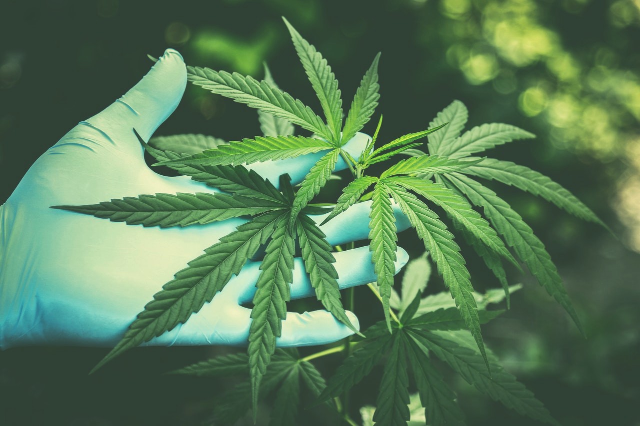 4 Cannabis Growing Ideas for 2022