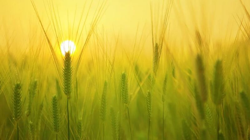 Agriculture Industry