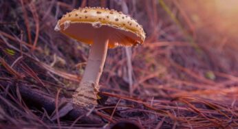 Hallucinogenic Mushrooms: Action and Consequences of Use