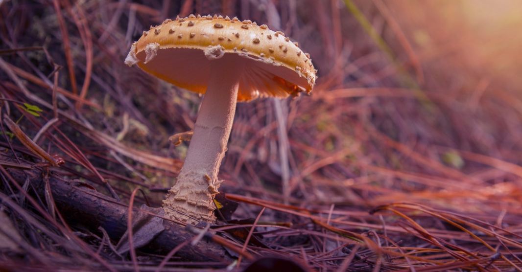 Hallucinogenic Mushrooms: Action and Consequences of Use