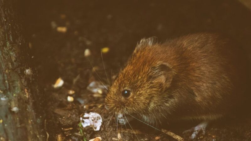Rodent Control