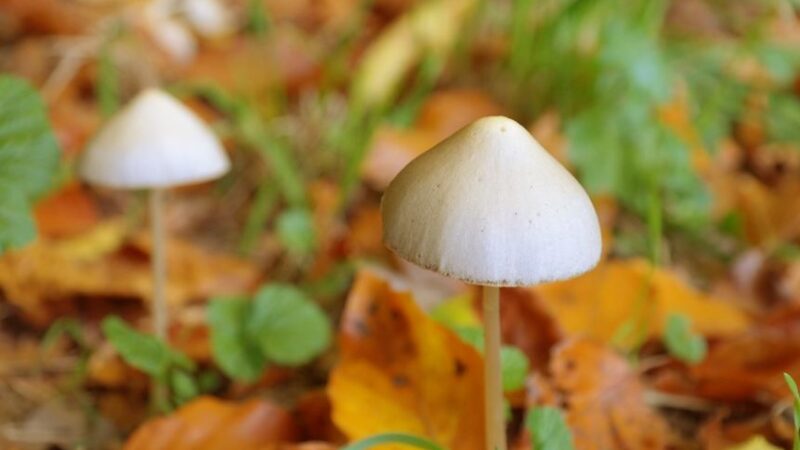 Shrooms