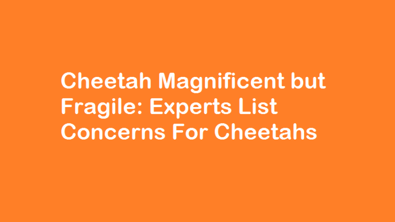 Cheetah Magnificent but Fragile -Experts List Concerns For Cheetahs