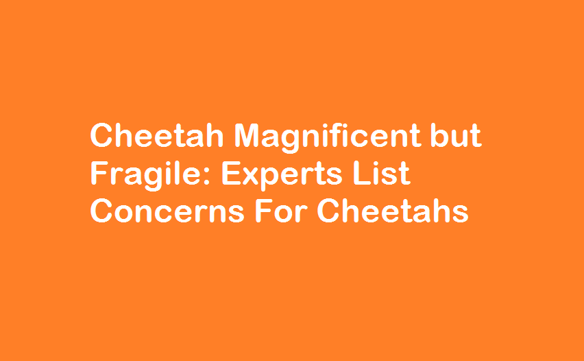 Cheetah Magnificent but Fragile: Experts List Concerns For Cheetahs