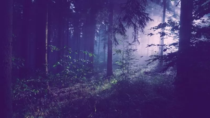 Ozark National Forest