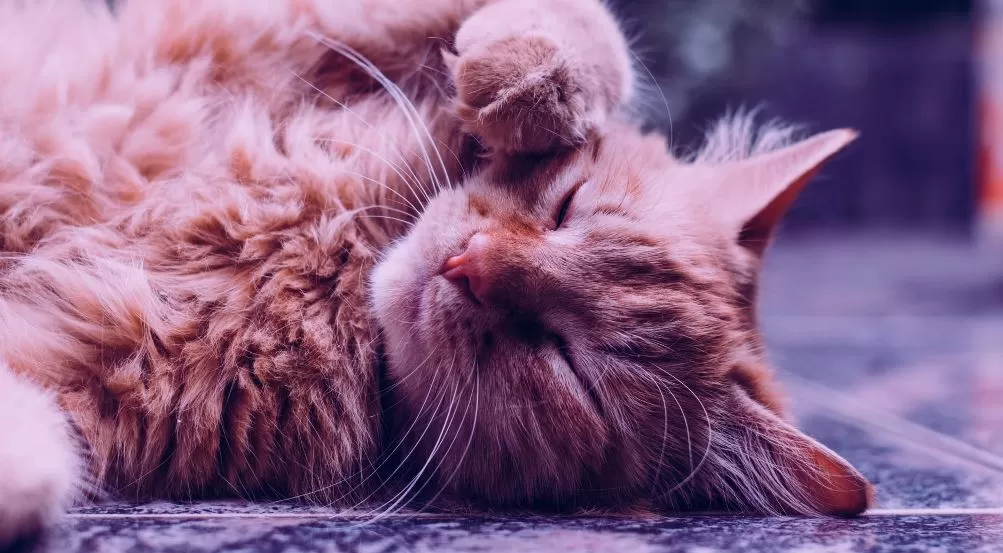 Popular Cat Breeds That You Can Adopt in The United States