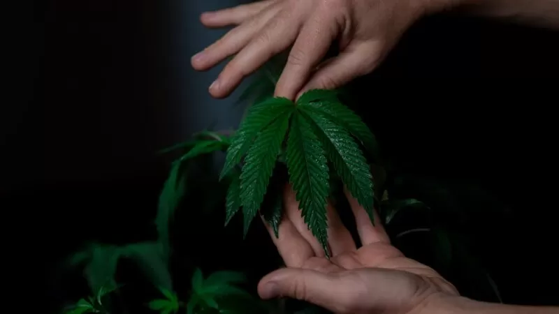 White Widow Feminized Seeds