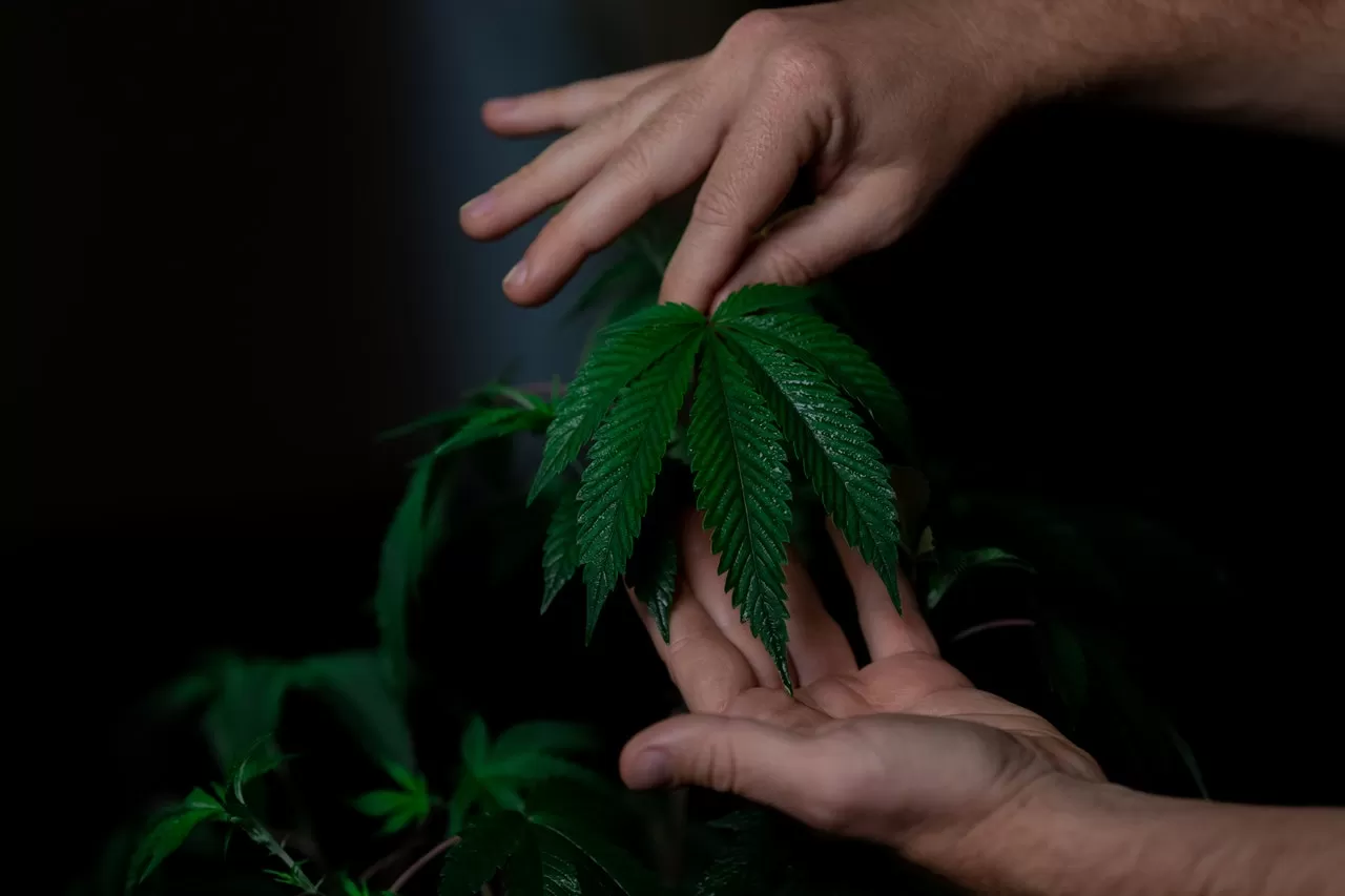 A Look at Cannabis Policy in the United States