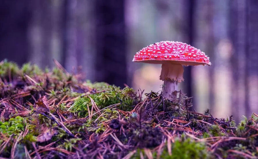 Most Powerful Health Benefits Of Cordyceps Mushroom