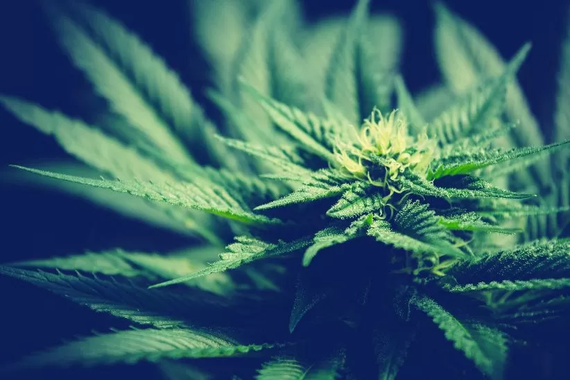 Buy Feminized Cannabis Seeds from a Reputable Source Online