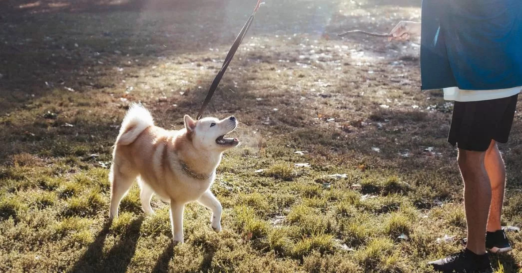 How Pet Wellness Brands Can Amp Up Their Email Strategy