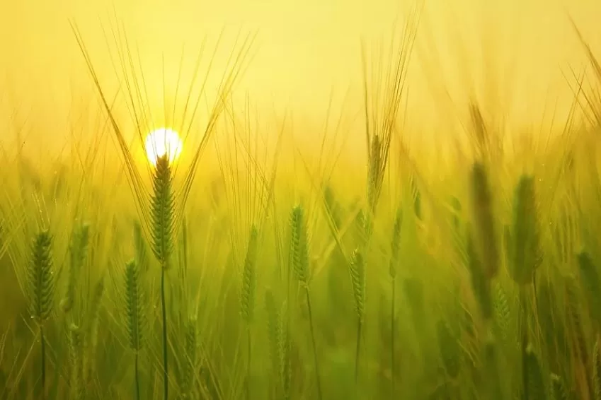 Latest Trends in the Agriculture Industry That Might Interest You