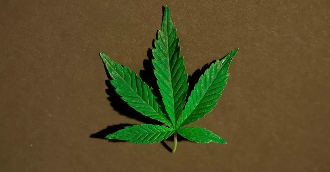 Black Tuna Strain Features and Action