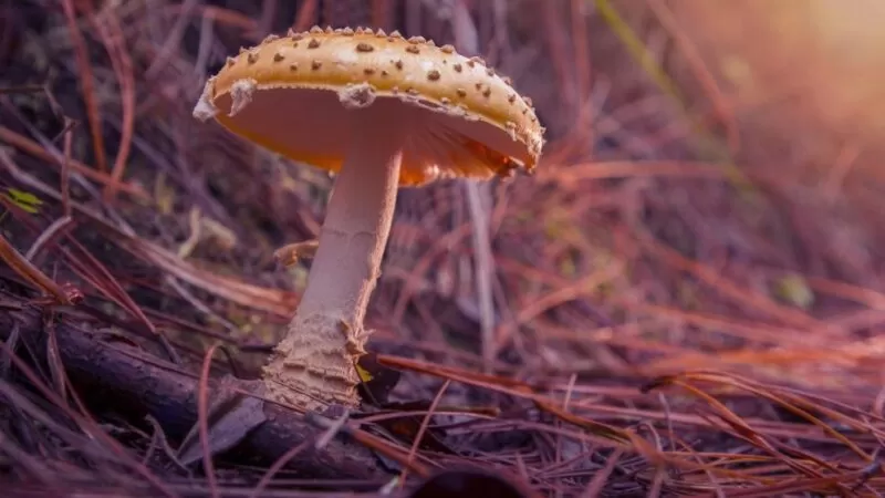 hallucinogenic mushrooms