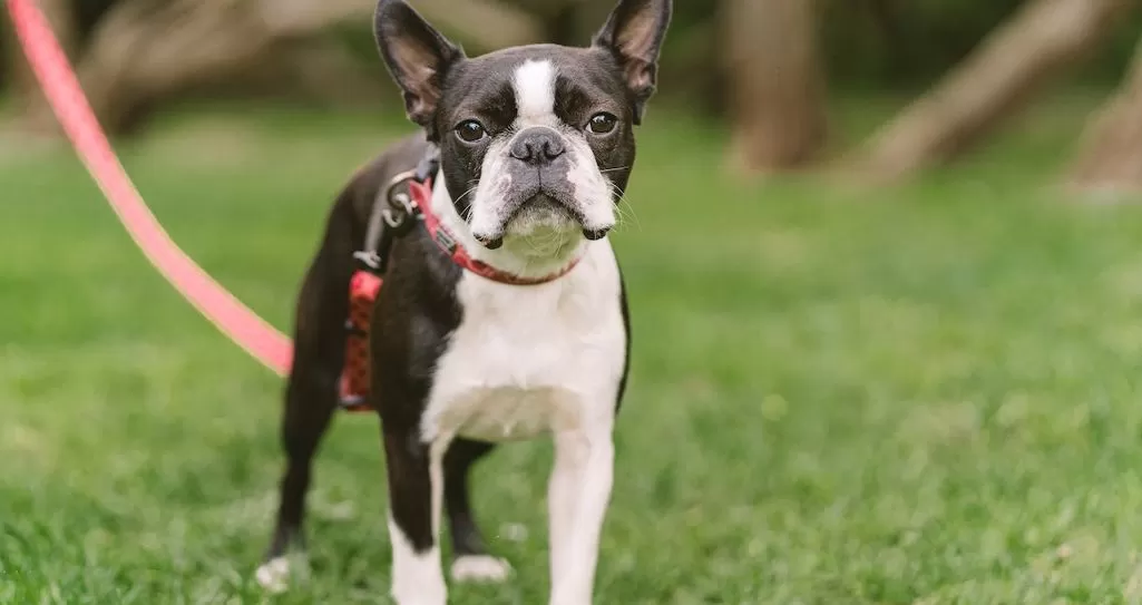 Top 5 Tips to Manage Separation Anxiety in Your Dog