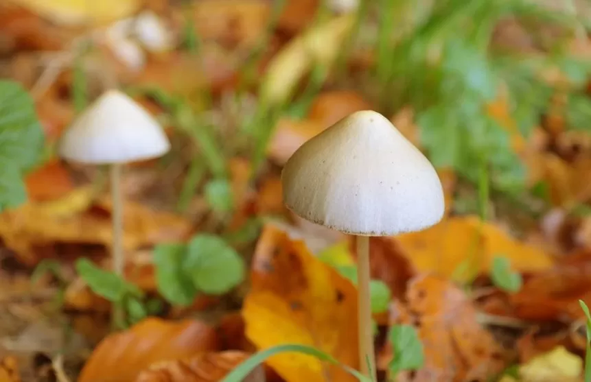 What Do Shrooms Taste Like and Different Ways to Improve Them
