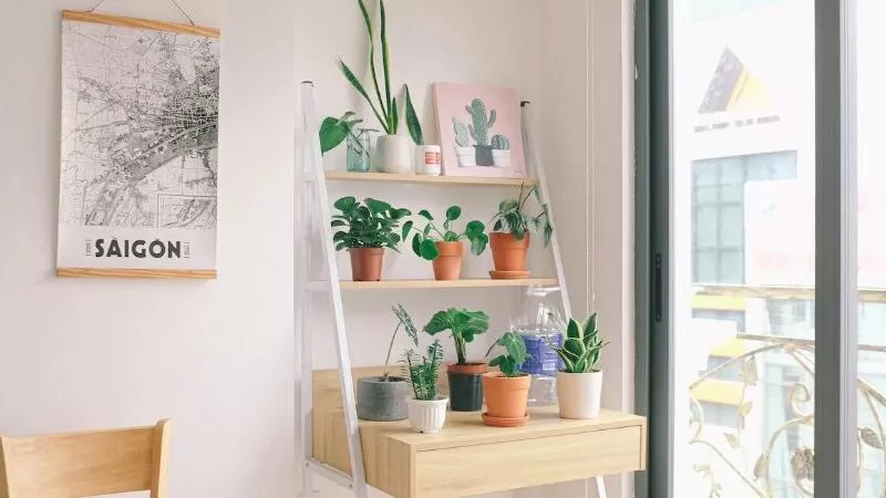 House Plants