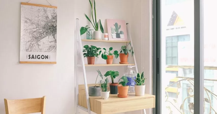 How to Take Better Care of Your House Plants